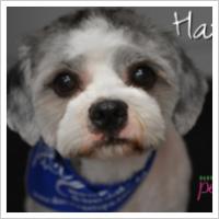 Copyright Darwin Pet Spa 2012